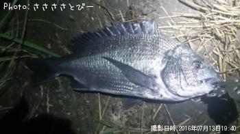 クロダイ
