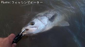 シーバス