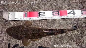マゴチ