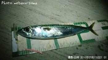サバ