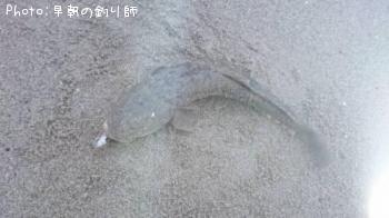 マゴチ