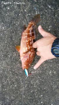 キジハタ