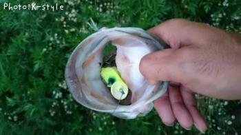 ブラックバス