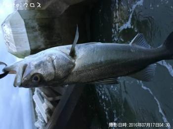 シーバス