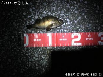 メバル