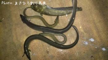 ウナギ＆ナマズ