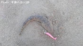 ޥ