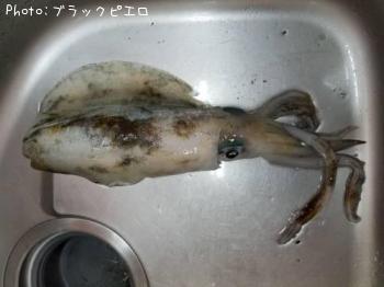 ꥤ