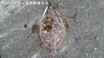 ヒラメ