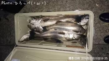 シーバス