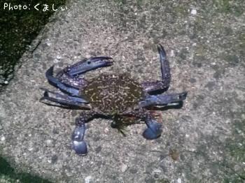 カニ