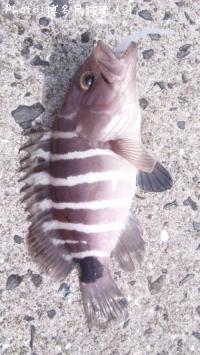 アジ、カサゴ、マハタ、テンス