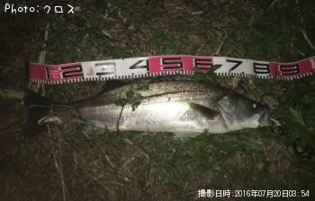 シーバス