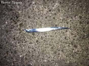 太刀魚