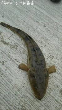 ޥ