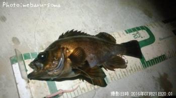 メバル