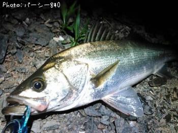 シーバス