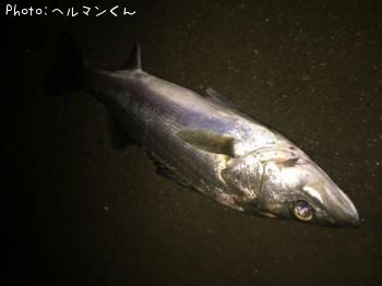 シーバス