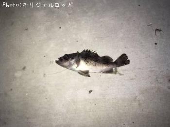 クロソイ