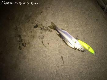 シーバス