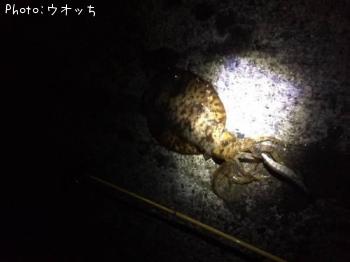 アオリイカ