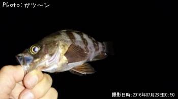 メバル