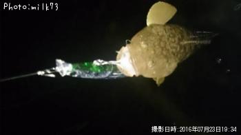 マゴチ