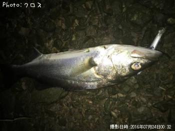 シーバス