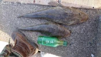 マゴチ
