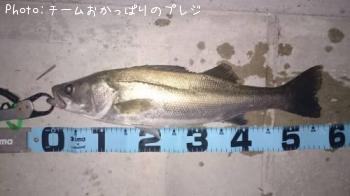 シーバス