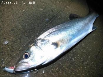 シーバス