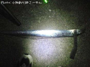 太刀魚