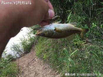 ブラックバス