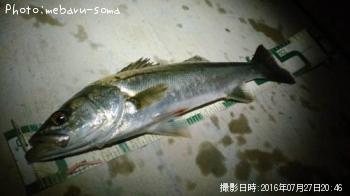 シーバス
