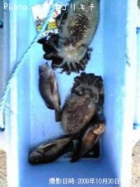メバル、モンゴウイカ