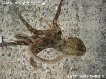 イイダコ