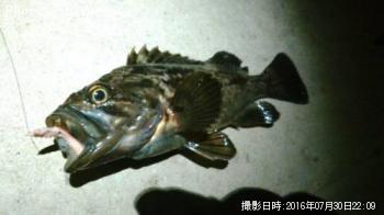 クロソイ
