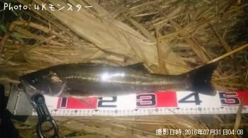 シーバス