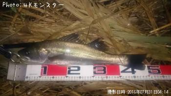 シーバス