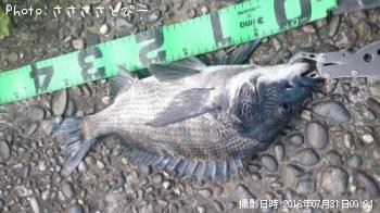クロダイ