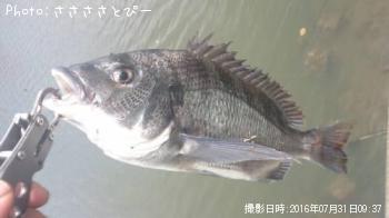 クロダイ