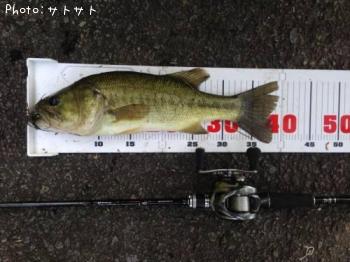 ブラックバス