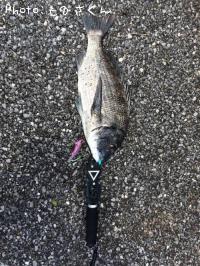 クロダイ