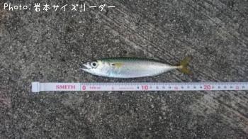 サバ