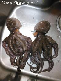 タコ