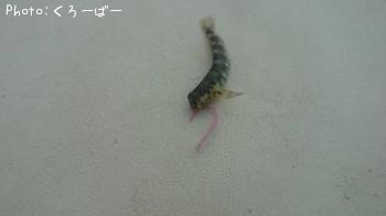 ϥ