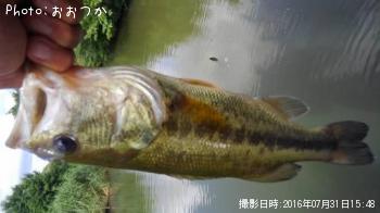 ブラックバス