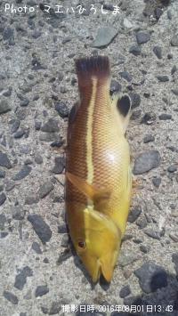 コブタイの子供