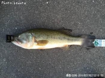 ブラックバス