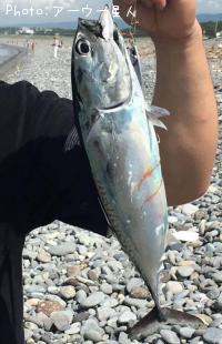ソウダガツオ